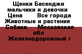 Щенки Басенджи ,мальчики и девочки › Цена ­ 1 - Все города Животные и растения » Собаки   . Московская обл.,Железнодорожный г.